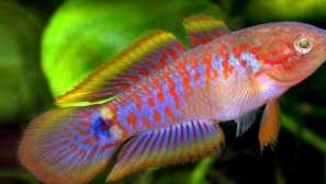 Koberec elotris: obsah, reprodukce. Foto, kompatibilita, popis