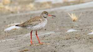 Red-pletenec nebo bylinný