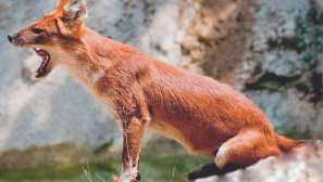 Červený vlk nebo buuanz