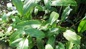 Cryptokorina omezená: obsah a chov.