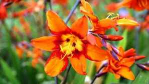 Crocosmia - typy, péče, pěstování, reprodukce, přistání, fotografie, video