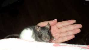 Rat dambo: péče a údržba doma