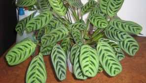 Ktenant: pěstování a péče doma