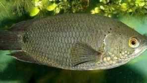 Ktenopoma sizaya, kingsley kettenopoma (ctenopoma kingsyyae)