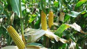 Kukuřice
