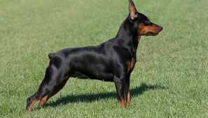 Řezání uší a ocas jumppinch: krása vyžaduje oběti?