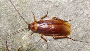 Ať už šváby kousnutí nebo ne, zůstávají nebezpečnými parazity