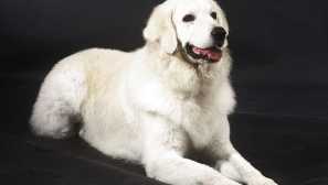 Kuvas: historie plemene a povahy psa