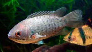 Labyrint akvarijní ryby: typy, popis, fotografie, reprodukce, kompatibilita