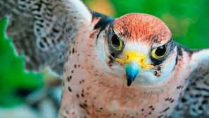 Lanner, nebo středomořský sokol