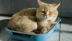 Léčba cystitidy u koček doma