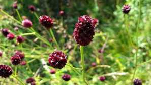 Léčivé rostliny: popis, vlastnosti, zobrazení