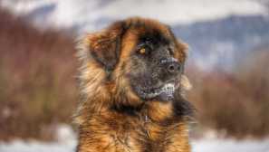 Leonberger: historie původu a charakter psa