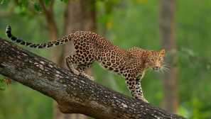 Leopard