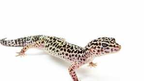 Leopard eubblefar: péče a údržba doma