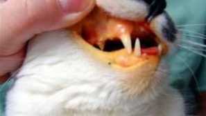 Leptospiróza u koček: symptomy, léčba