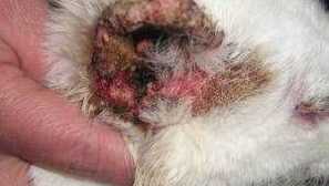 Leptospiróza u psů: symptomy a léčba, diagnóza, ať už člověku