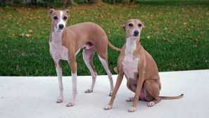 Legretka - grace na pokraji askeze