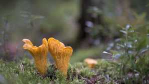 Chanterelles
