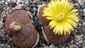 Litopsie: popis, reprodukce, péče, nemoci, přistání, transplantace, foto