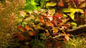 Bolotnaya ludvigia, ludwigi arc akvarijní rostliny