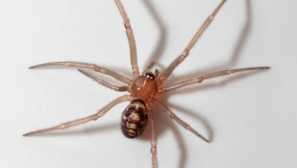 Falešná černá vdova nebo steatoda