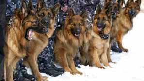 Nejlepší pes pro ochranu soukromého domu: jak udělat správnou volbu