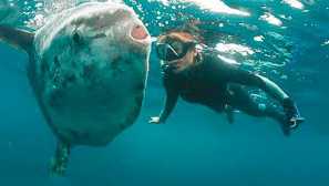 Měsíční ryby obyčejné