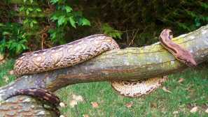 Madagaskar boa