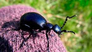 Mike černé nebo tričko