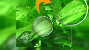 Makroelementy pro akvarijní rostliny