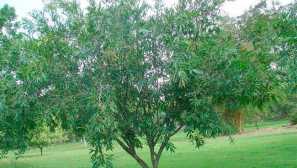 Malabar švestka nebo růžové jablko chompu