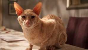 Sen vlastníků: 4 plemena koček, které neztratí