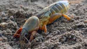 Medvedka: pohledy, životní styl, reprodukce, fotografie, jak bojovat, ublížit