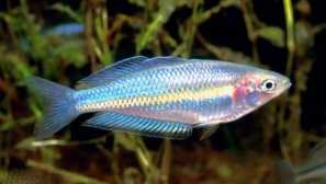 Melanothenia river (melanotaenia fluviatilis) popis fotografie reprodukce fotografie