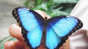 Morpho peleida