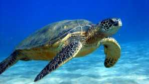 Mořské želvy: popis fotografie, typy, obsah, péče, jídlo