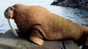 Walruus: kde žijí než jíst, vzhled zvířete