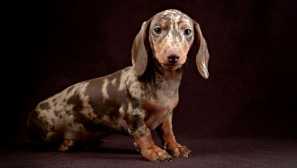 Mramor jezevčík - nordy pes s tečkovanými barvami