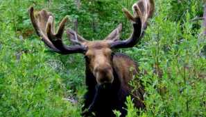 Útok elk klíště na osobu: jaké je nebezpečí