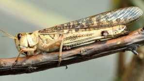 Hmyz a jejich známé 6, 2014