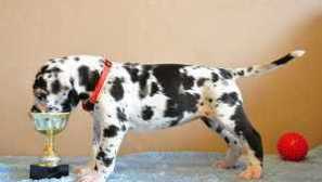 Německé psi, mramorové psi, královští psi, modři psi