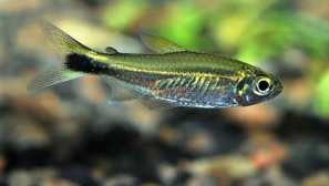 Neon green kostello: obsah, chov, kompatibilita, fotografie.