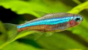 Neon-fish: péče, reprodukce, popis, kompatibilita, fotografie,