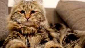 Nevskaya masquerade cat