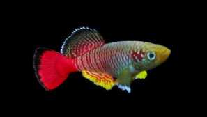 Notobranchius günther: popis, obsah, kompatibilita, fotografie.