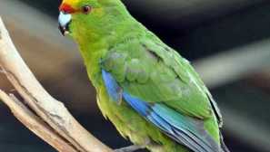 Nový zéland kakarik: parrot, který skoky