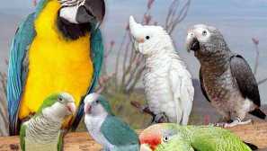 O typech a skálech papoušků