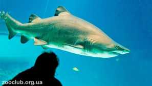 Obyčejný písčitý žralok