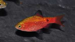 Oheň barbus: obsah, reprodukce, kompatibilita, fotografie